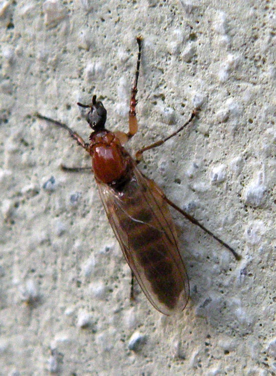 Dilophus bispinosus